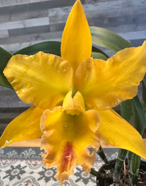 RTH. SUNRISE PASSION 6" 312