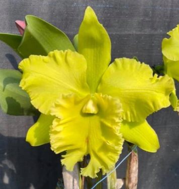 RLC. MILLAGE CHIEF GREEN 'TAINAN' 6" 320