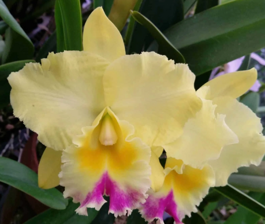 RLC. MEMORIA FLOYD 6" 316