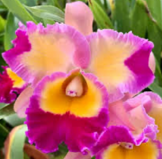 POT. DICK SMITH X CHELSEA ALWARD 6" 318