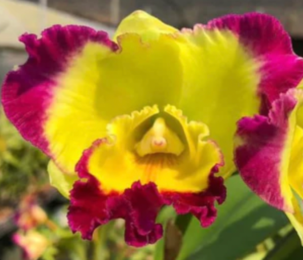 RLC. TAIWAN FANTASY 6" 319