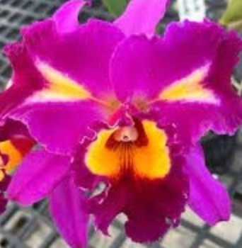 POT. DICK SMITH 'DARK BEAUTY' 6" 322