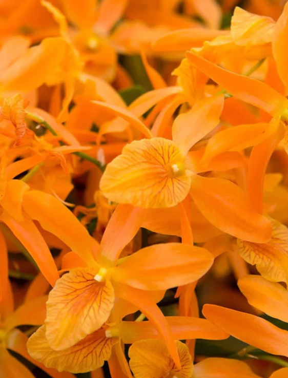 DENDROBIUM STARDUST 4"