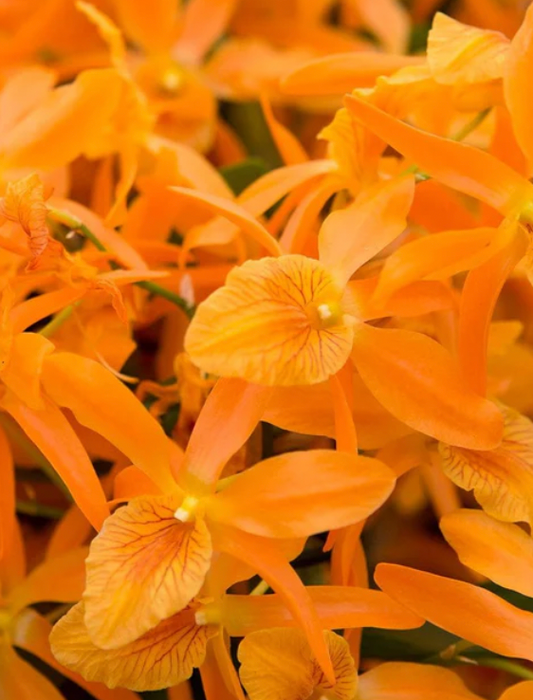 DENDROBIUM STARDUST 4"