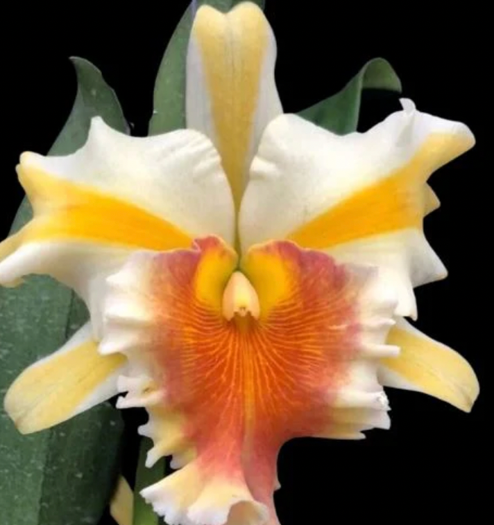 RLC. MISS THAILAND CHUTIMA 4"