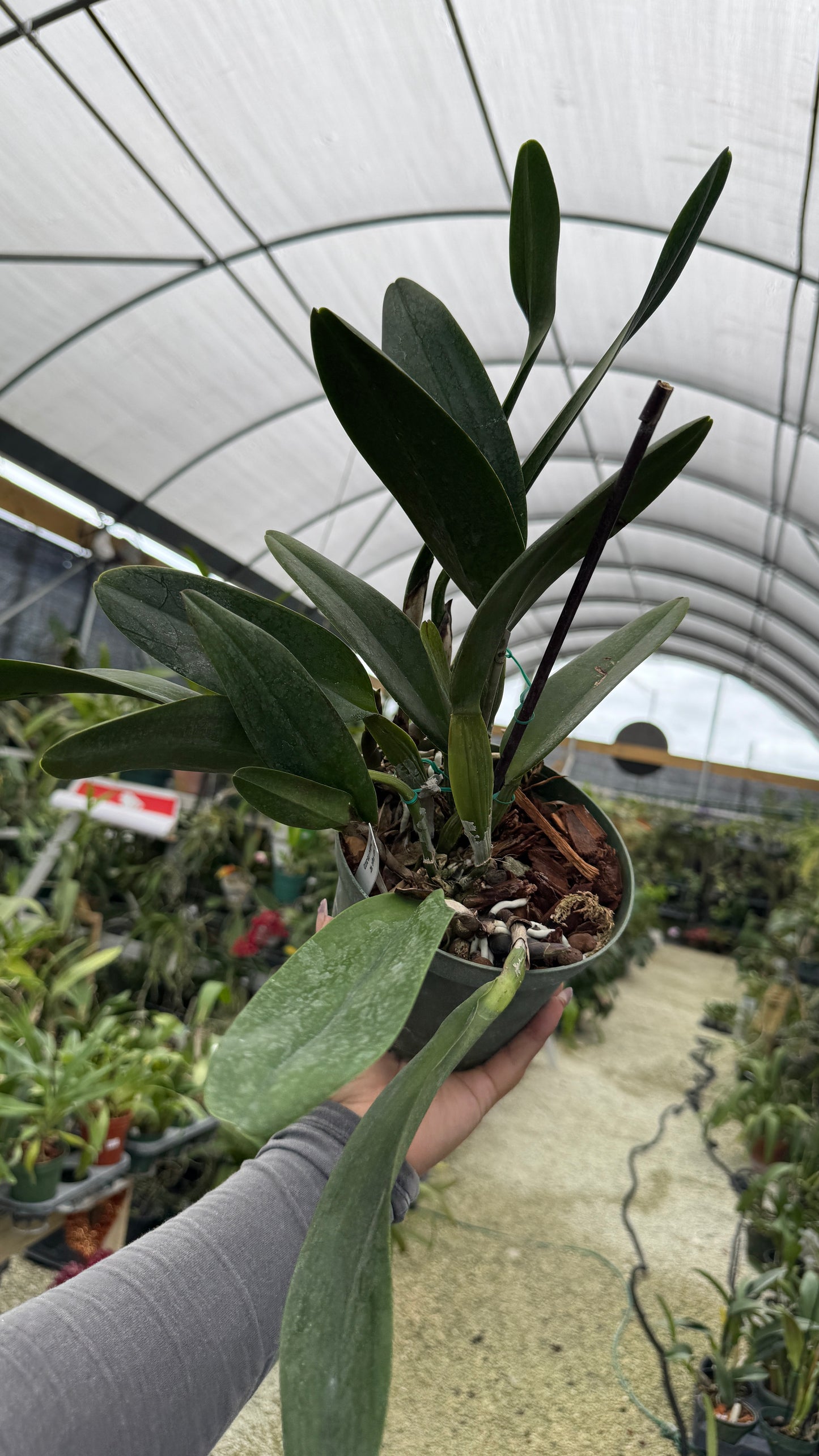 Rlc Siam Magic #2 Grower Choice 6”
