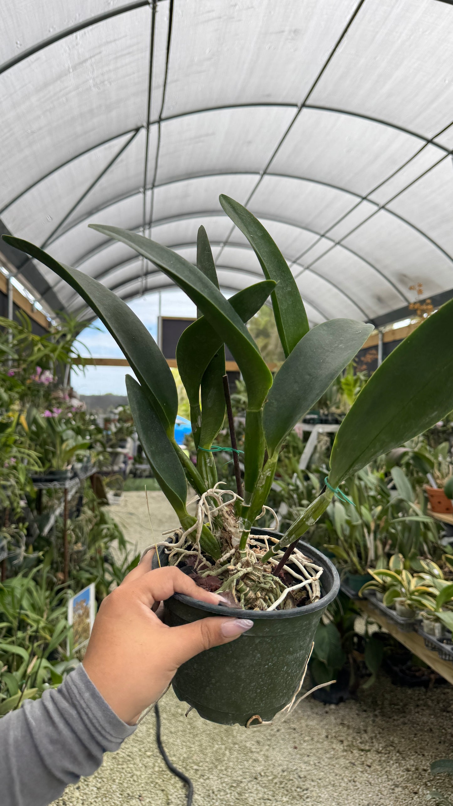 BLC Andy Urasaki 6” Grower Choice