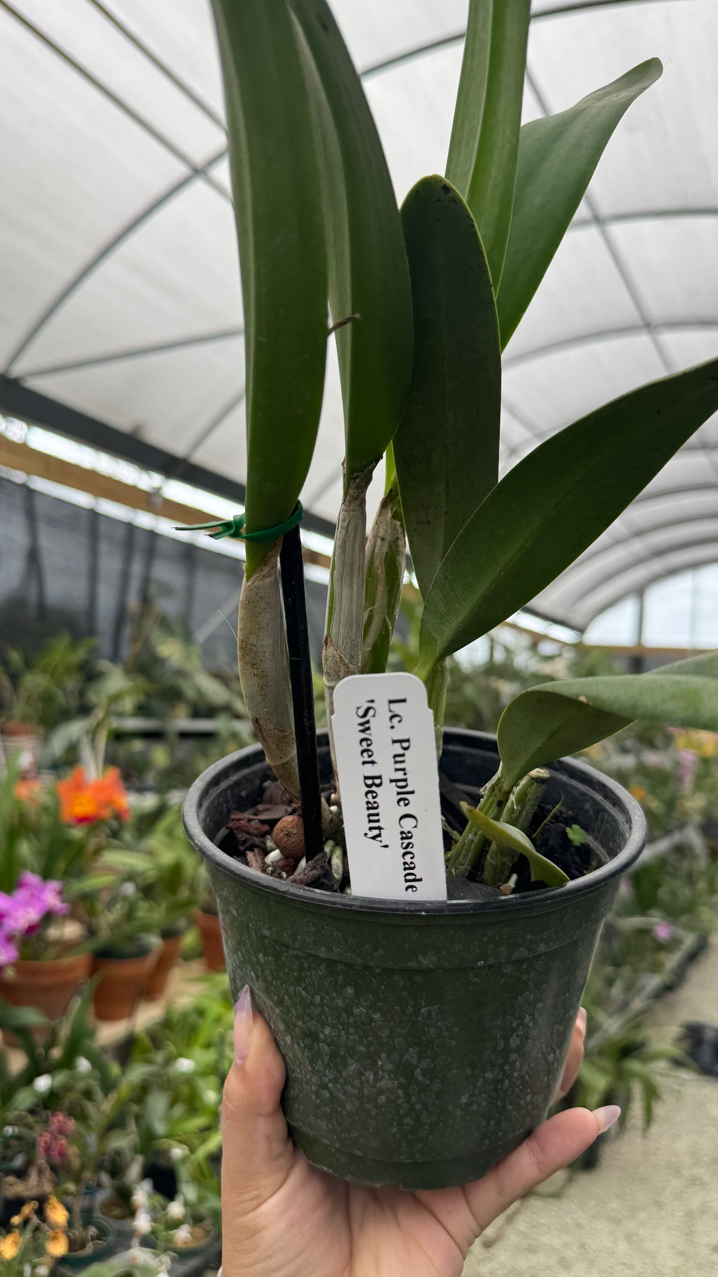 Lc Purple Cascade Sweet Baby 6” Grower Choice
