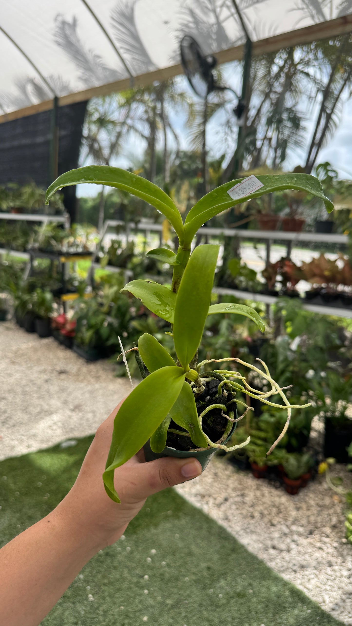 Ctt. Chocolate drop x self 3”