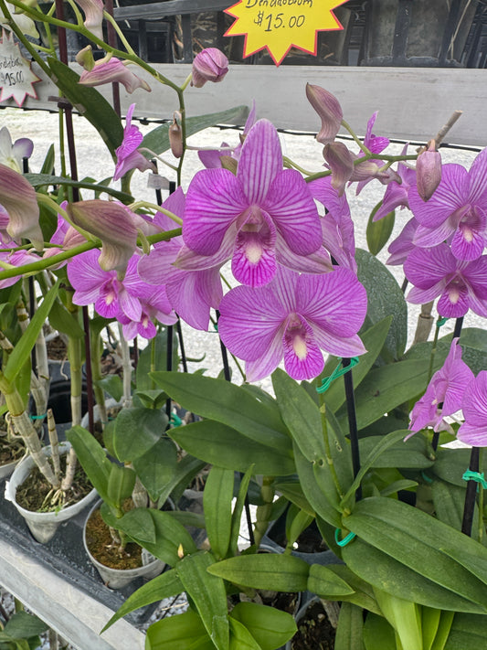 Den. SKS4 pot 4”