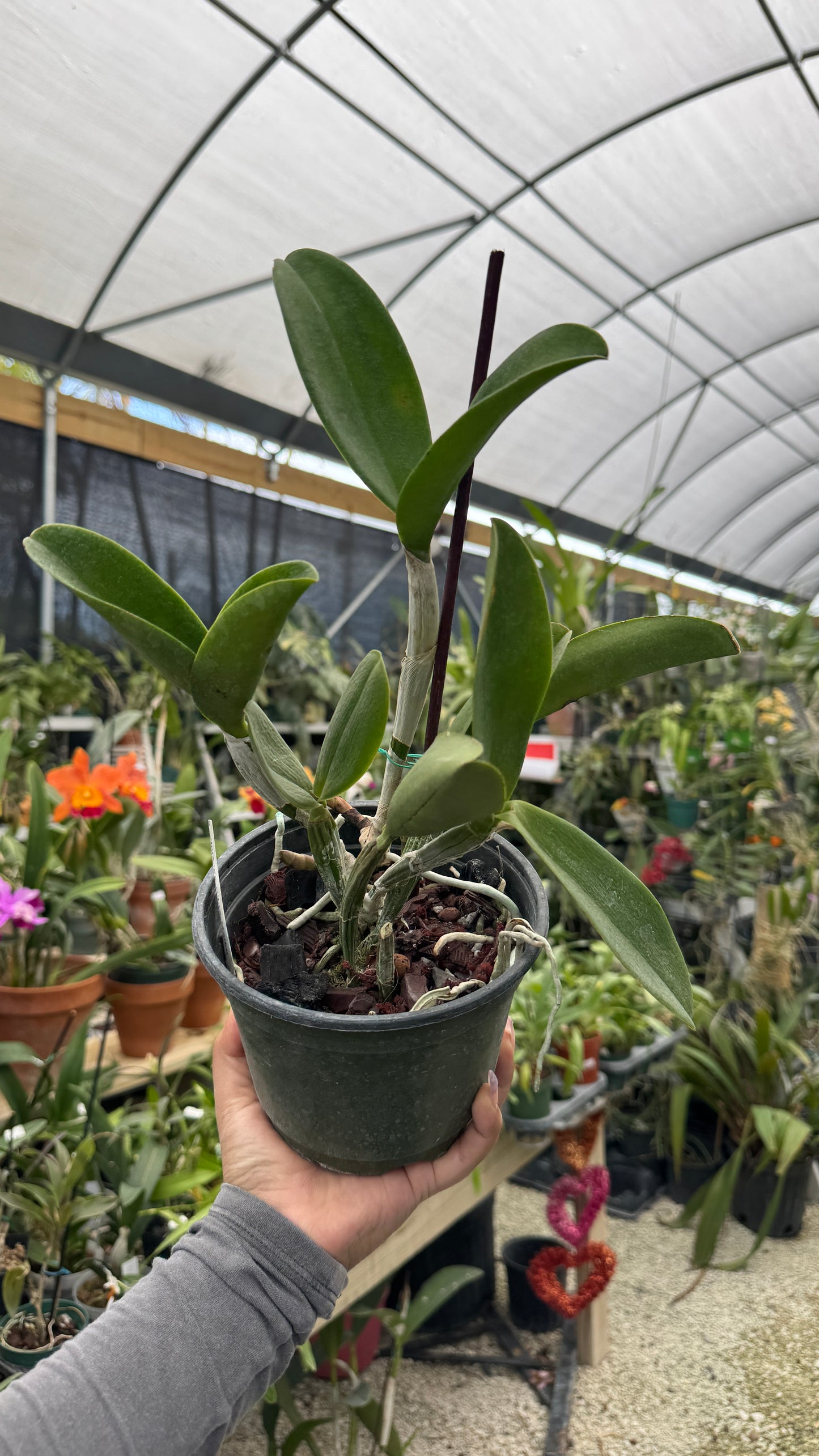 C. Violacea Rubra Taiwan 6” Grower Choice