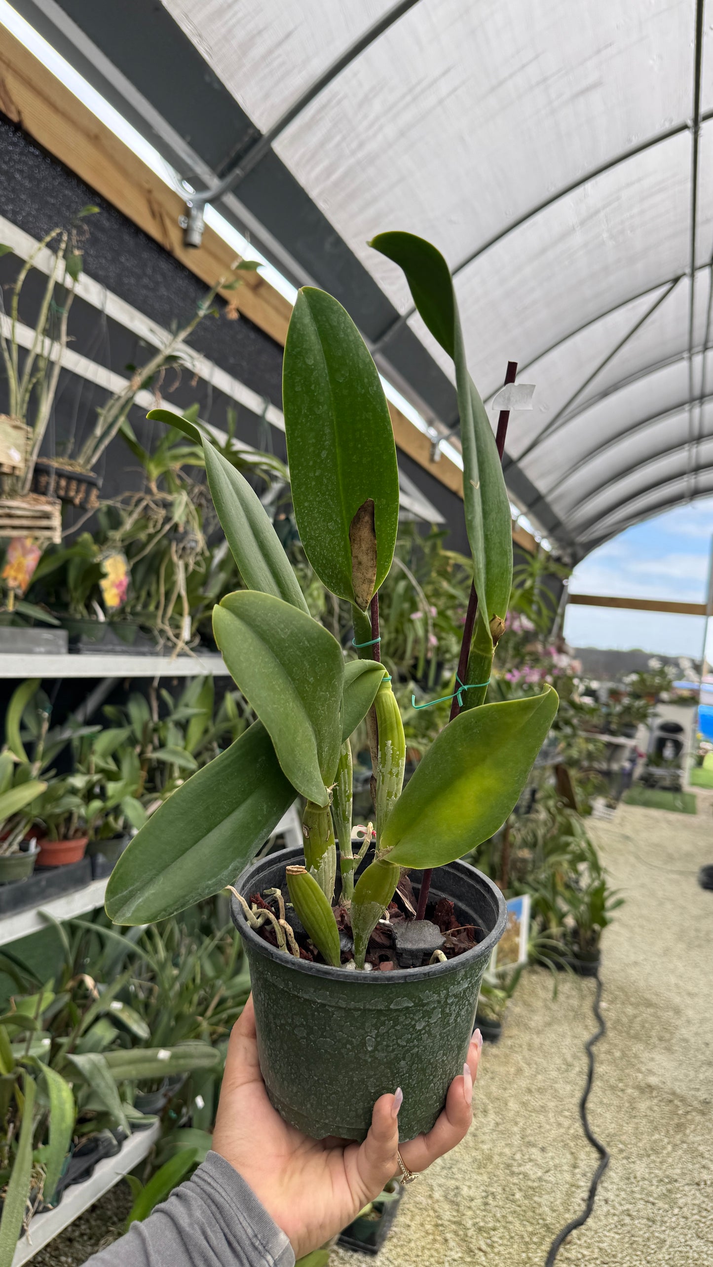 RTH GLORY OF LOVE 6” Grower Choice