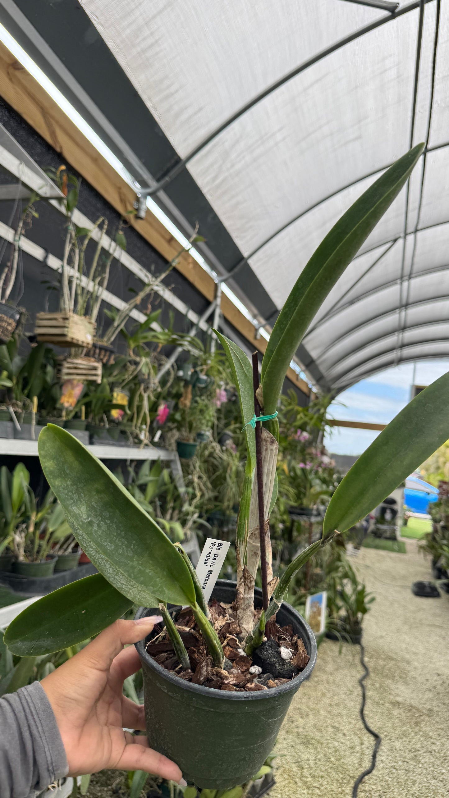 Rlc David Matsura Paradise 6” Grower Choice