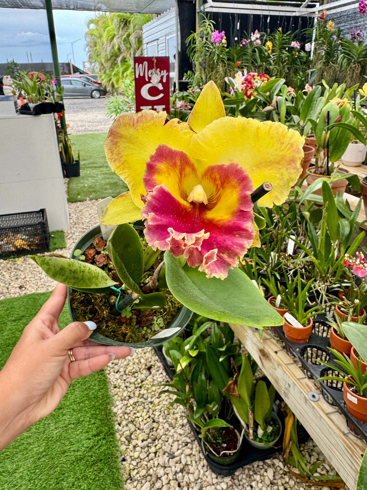Rlc. Chomthong Fancy 'Fireball pot 6”
