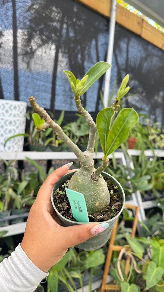 Desert rose 4” 222