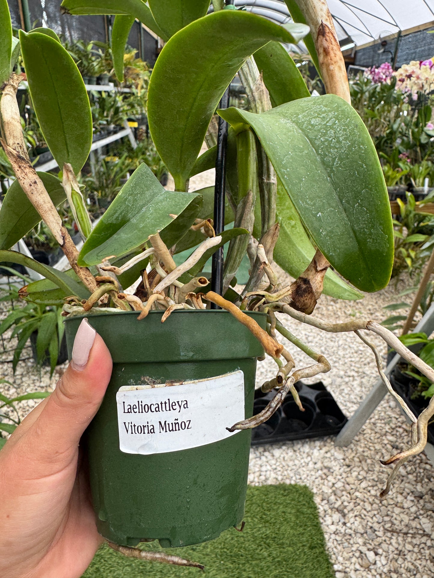 Laeliocatleya Vitoria Munoz pot 4”no flowers
