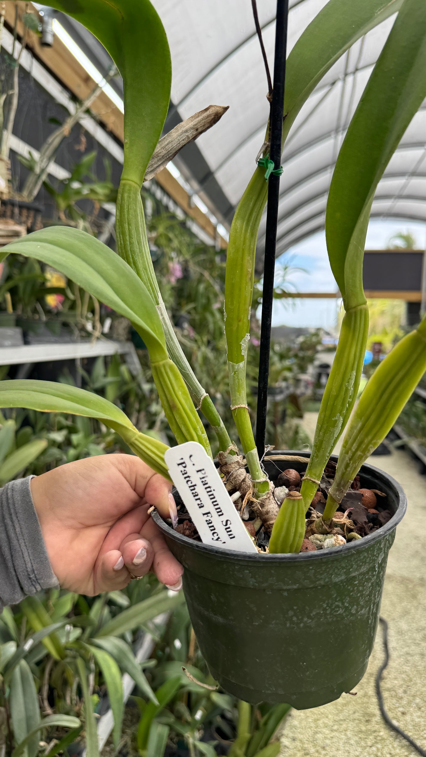 C. Platinum Sun grower Choice 6”