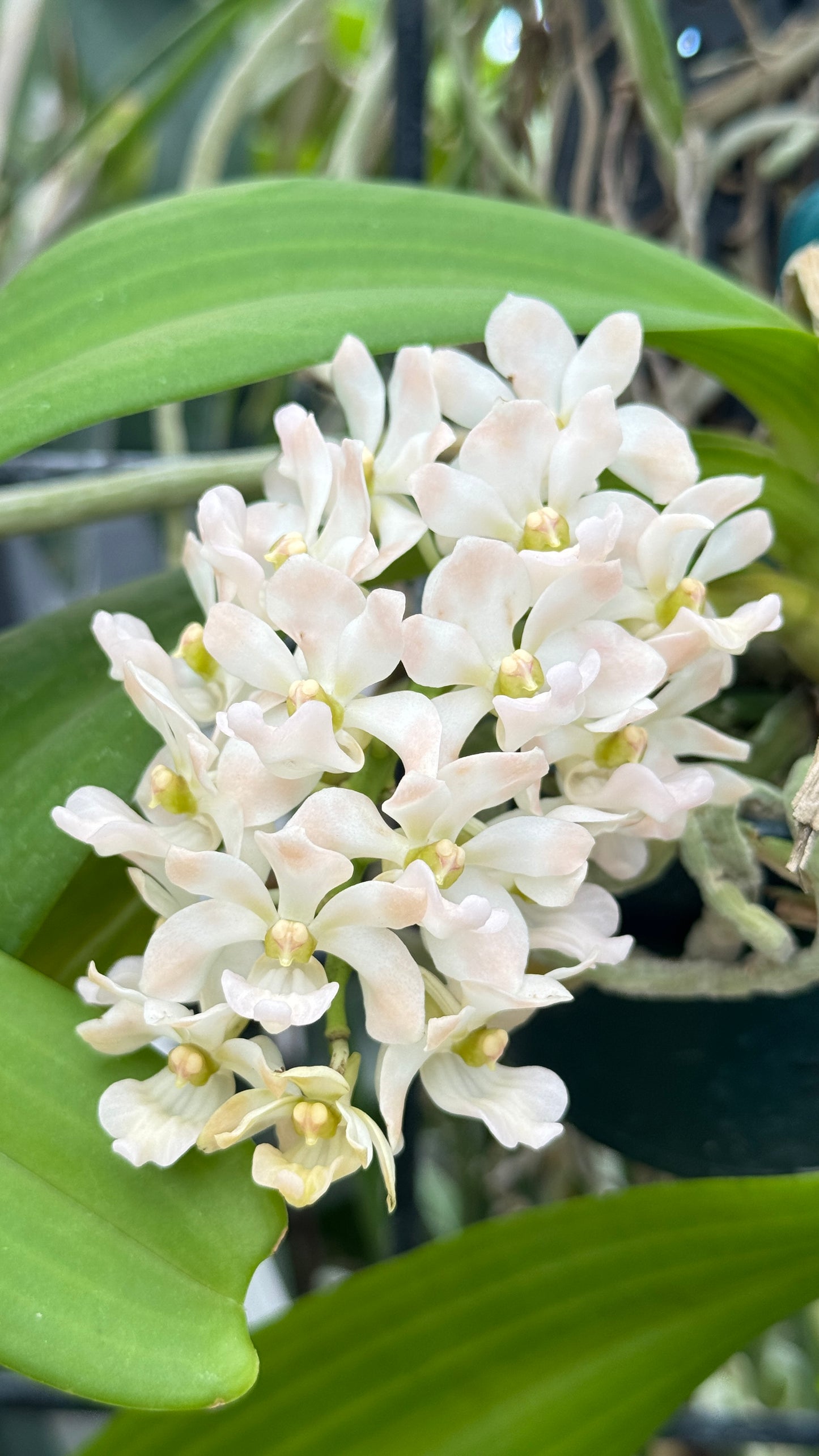 Rhynchostelis Gigantea  Ivory Color 4”