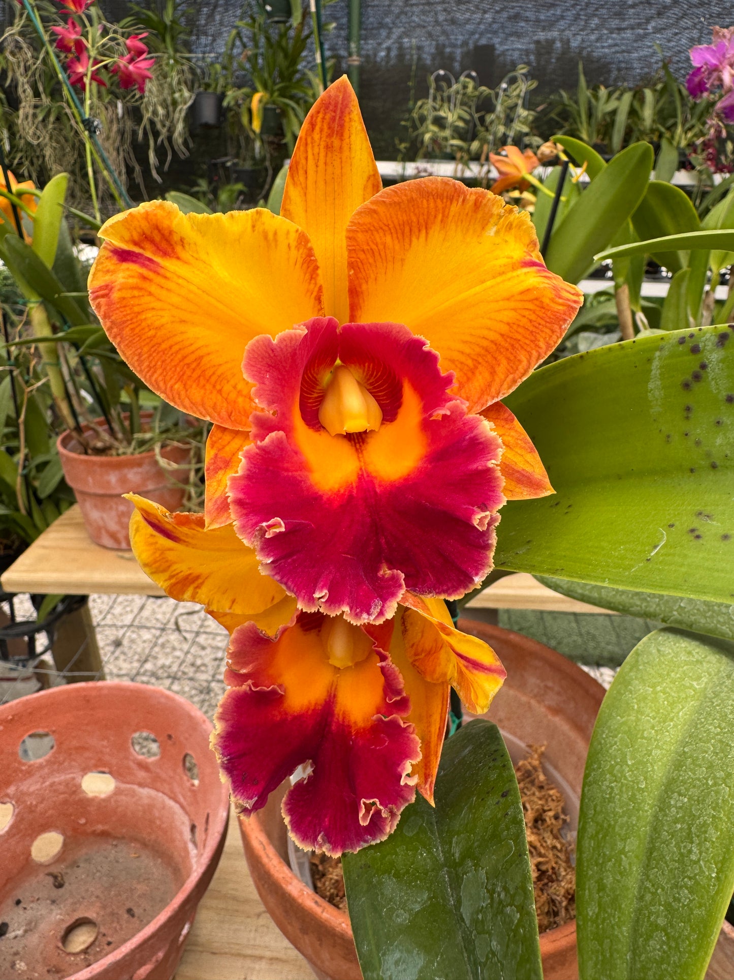 Rlc. Jac Golden Peacock Pot 6”