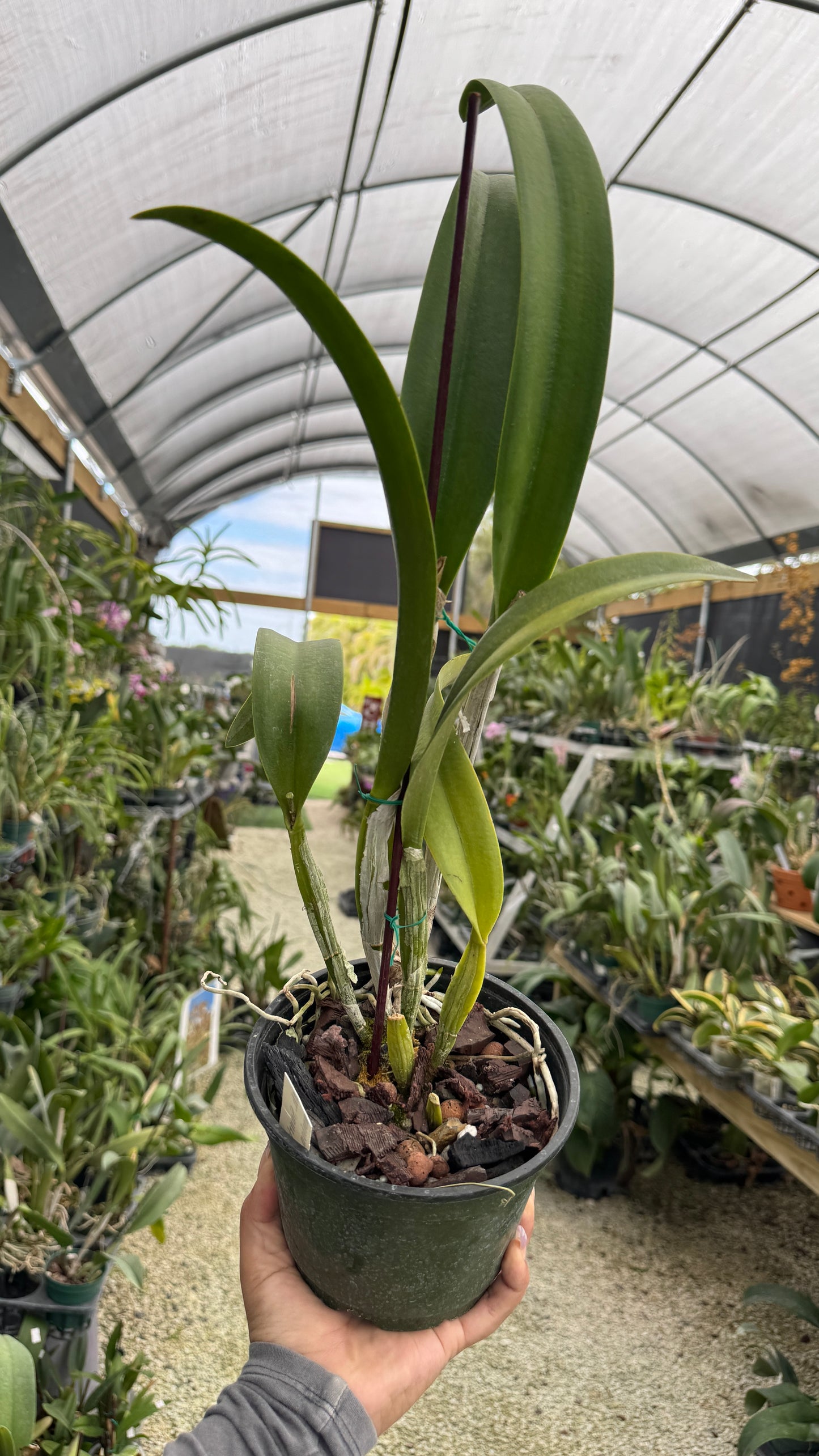 Rth Sunrise Passion 6” grower choice