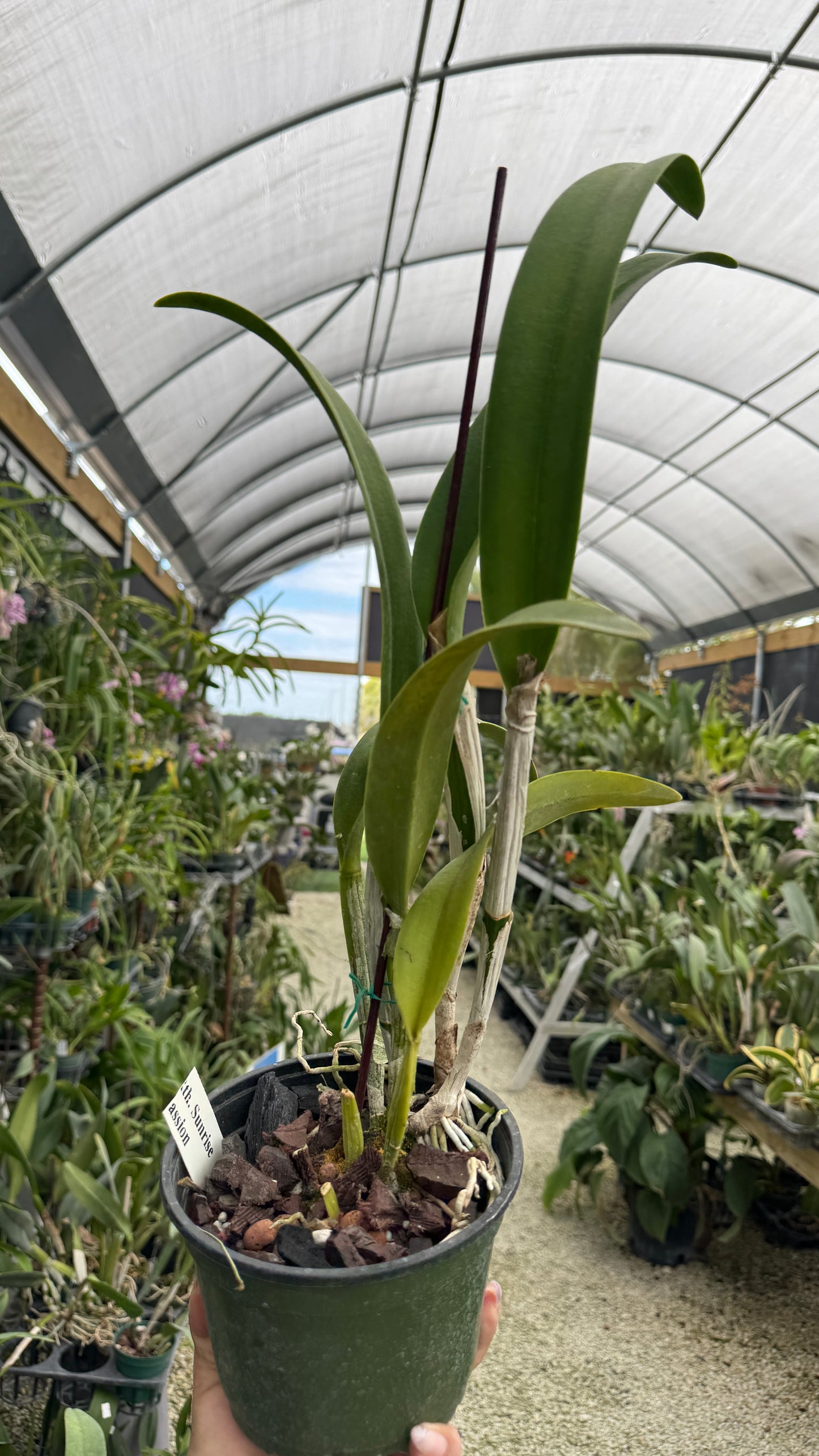 Rth Sunrise Passion 6” grower choice