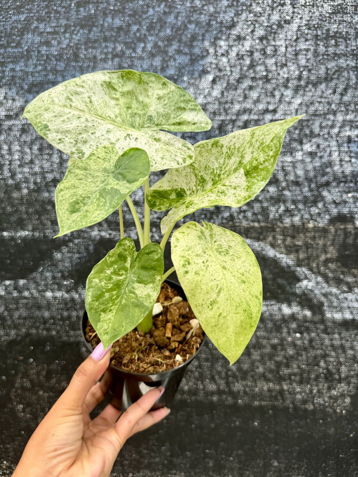 Alocasia Odora Batik 4"