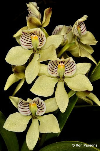 Encyclia Radiata Pot 4”