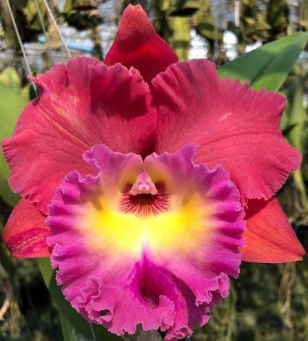 Rlc Siam Magic #2 Grower Choice 6”