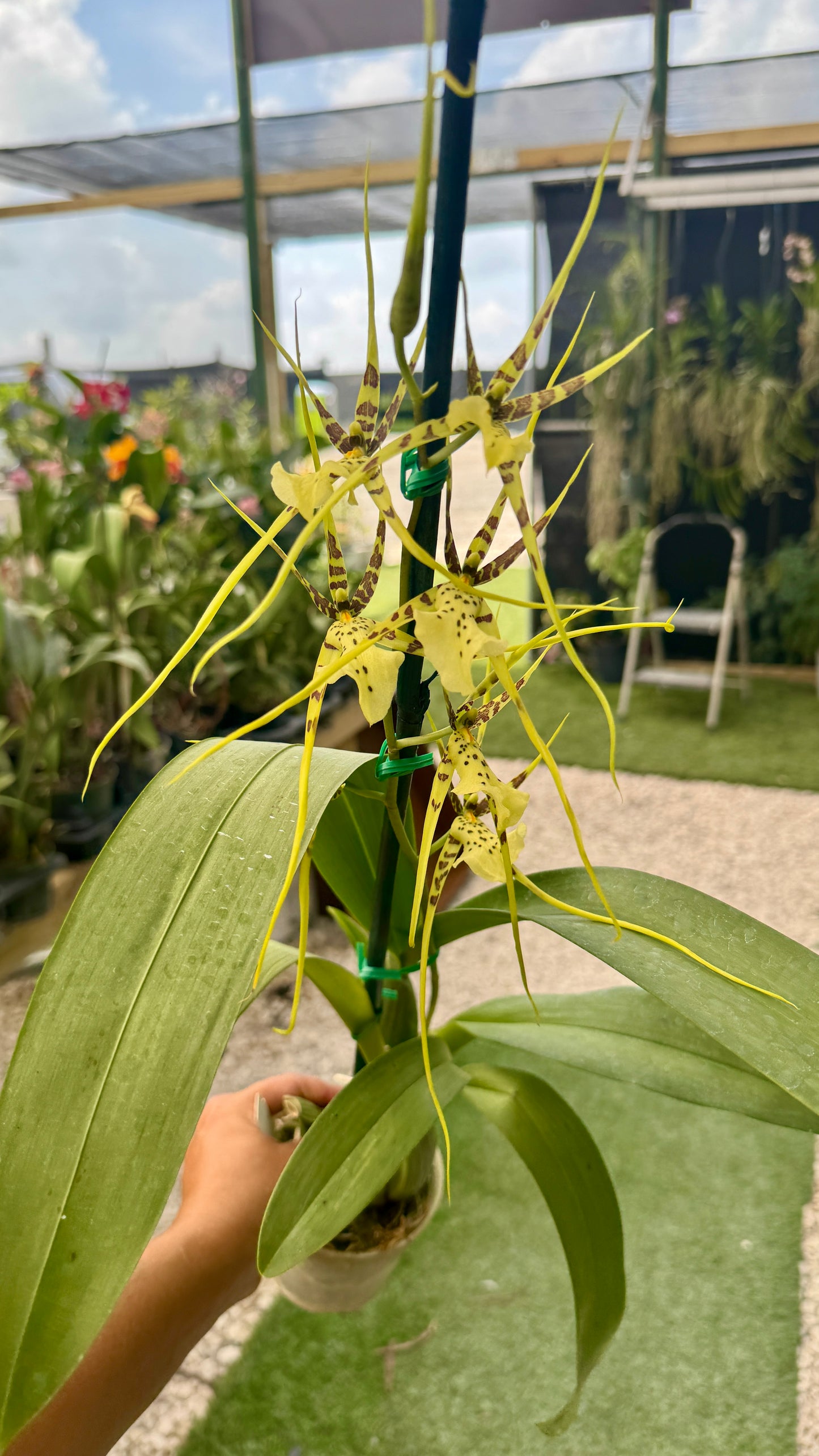 Oncidium Brss-Brs Ethern al Wind 'Sato' AM/AOS x Brs. Rex 'Okika'