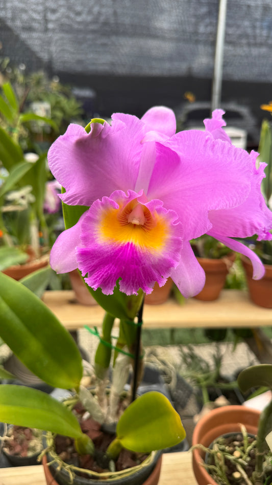 Cattleya pink 6”