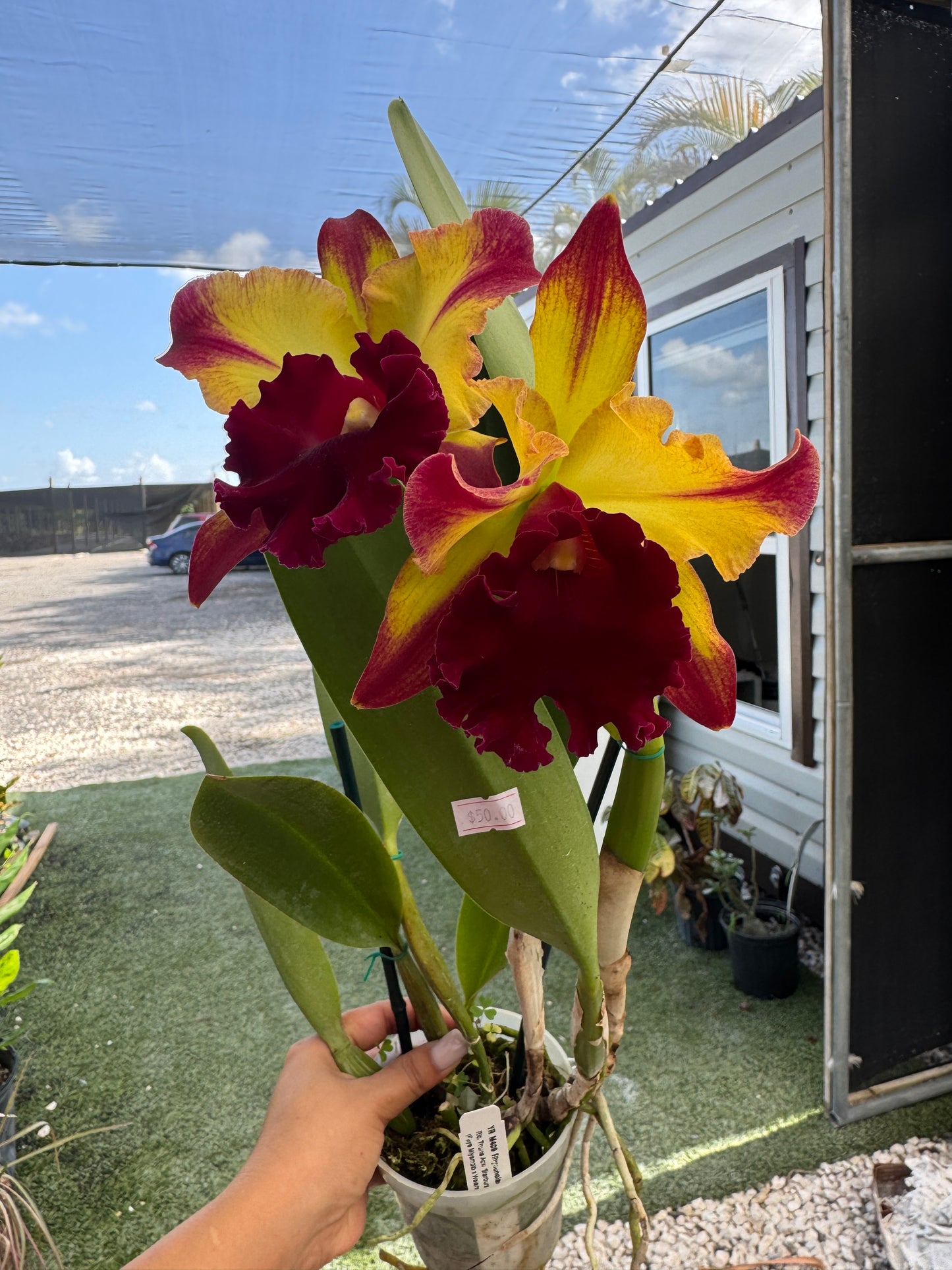Rlc. Toshie Aoki Starburst pot 4”