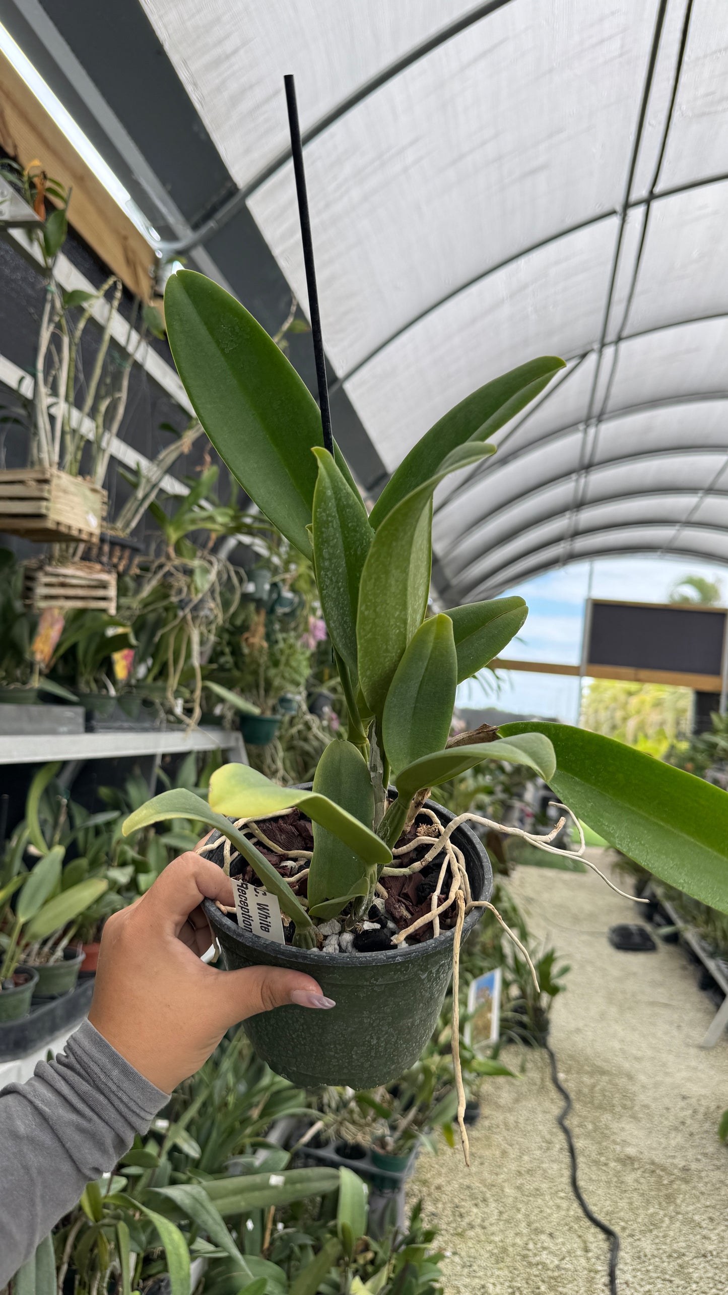 Cattleya White Reception 6” Grower Choice