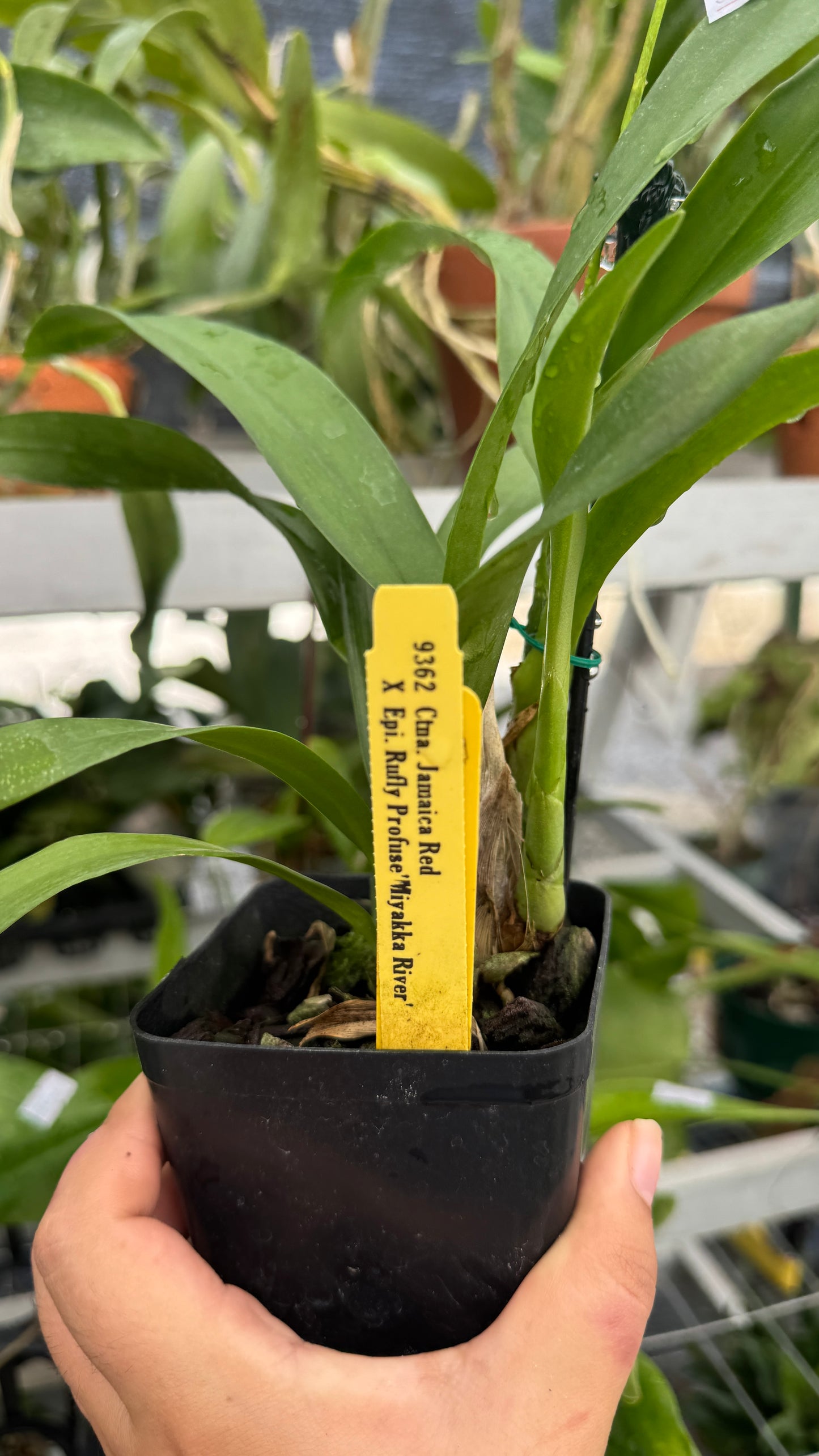 Ctma. Jamaica red x epic. Ruffle profuse 4”