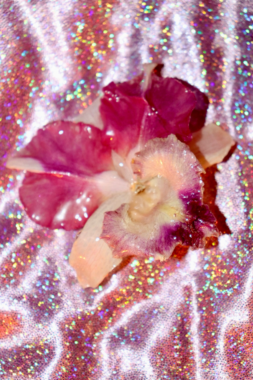 🌸dragon:hair clip