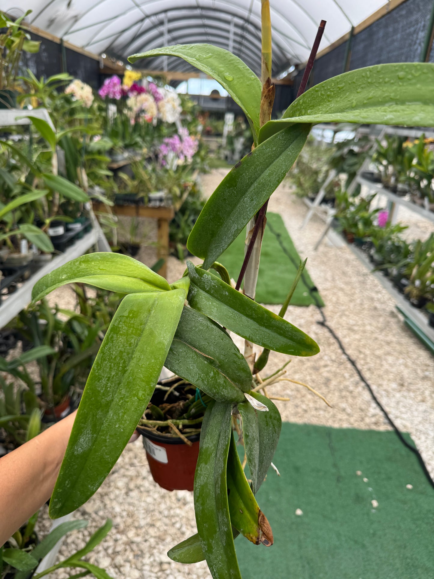 Laeliocattleya Mi morena Pot 4”