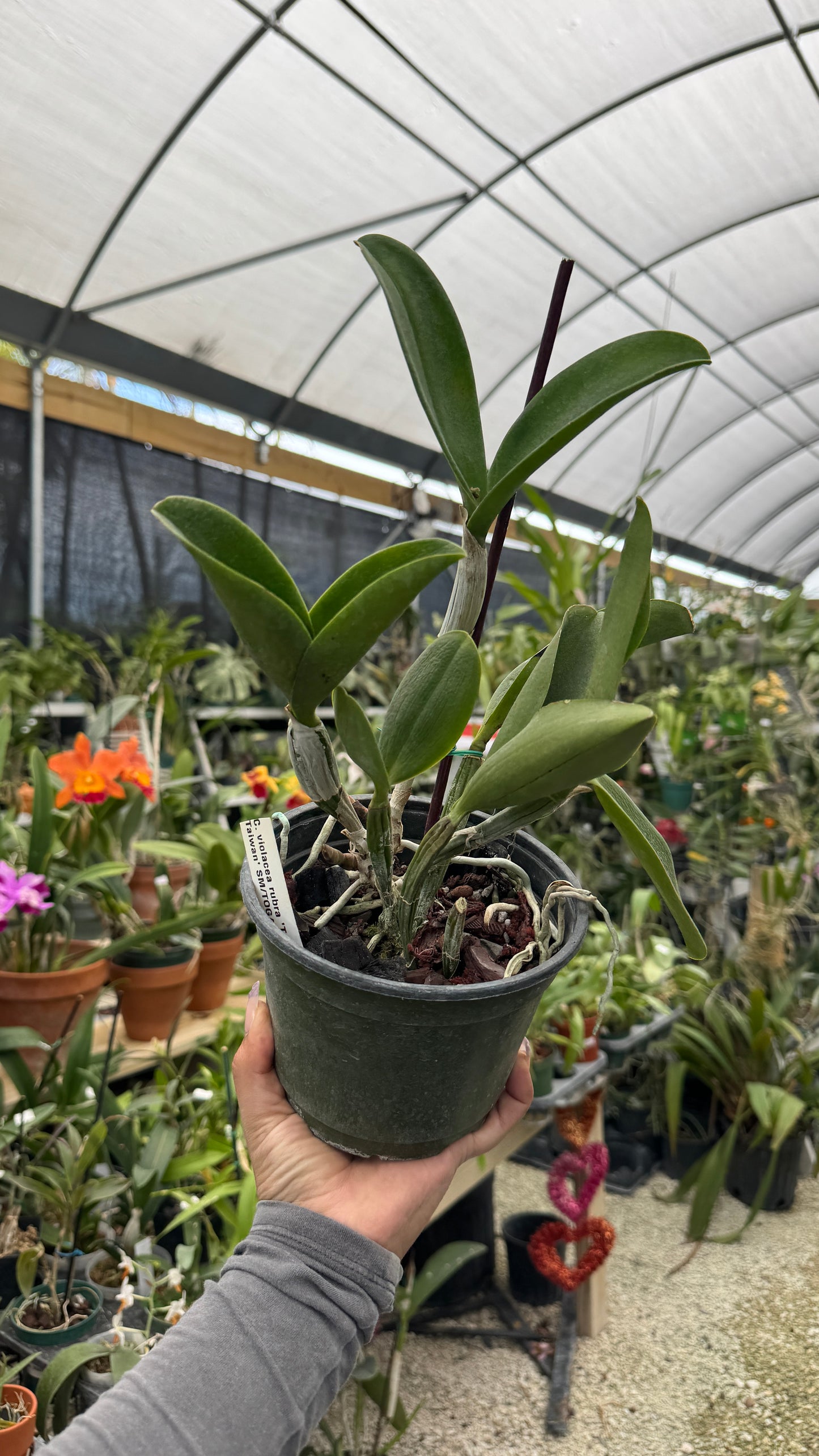 C. Violacea Rubra Taiwan 6” Grower Choice