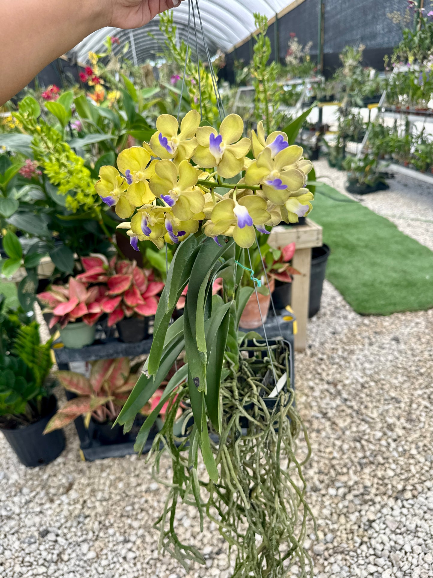 Vanda hybrids
Sasicha x Nopporn Golden Dream