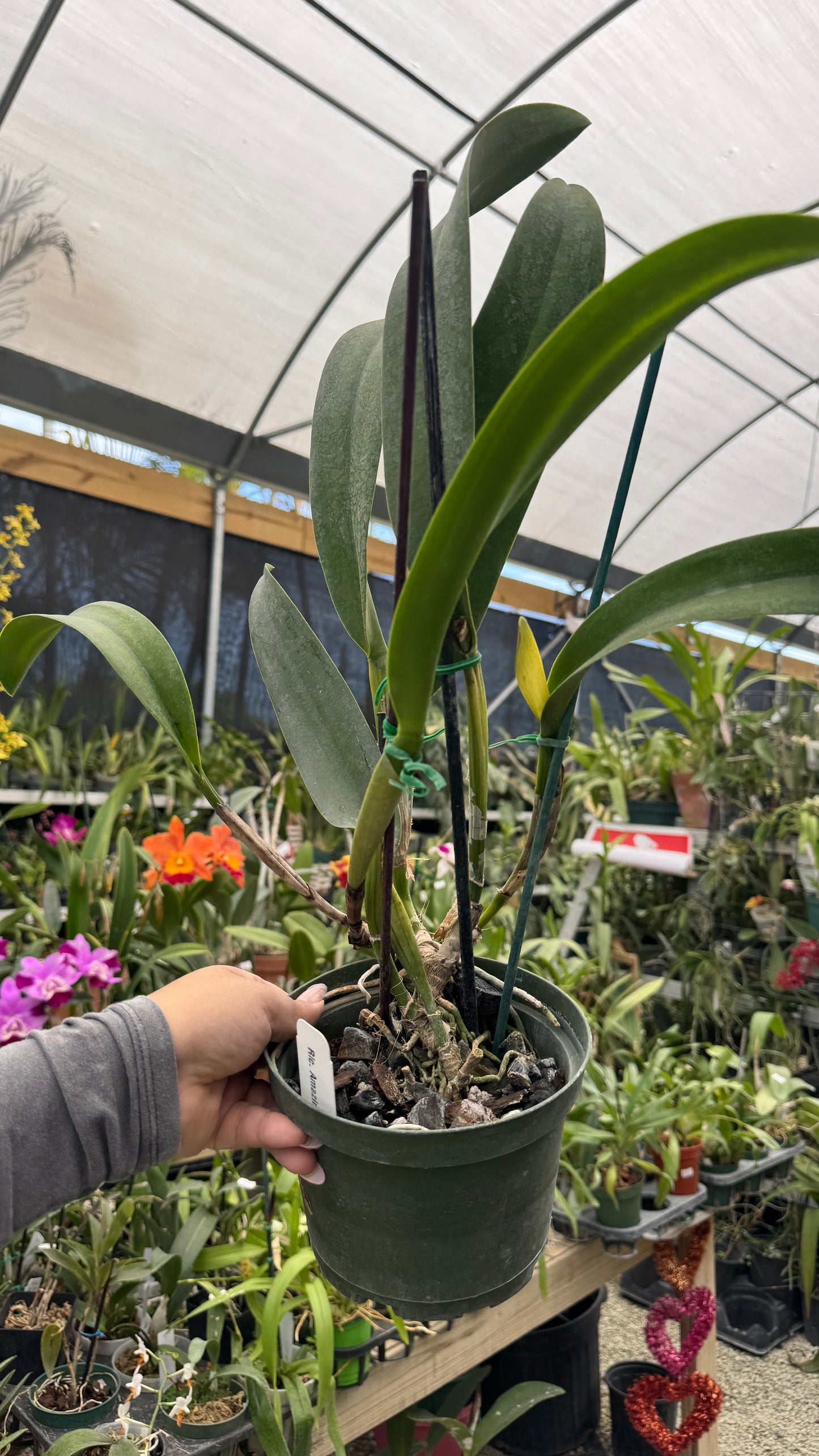 Rlc Amazing Thailand 6” Grower Choice