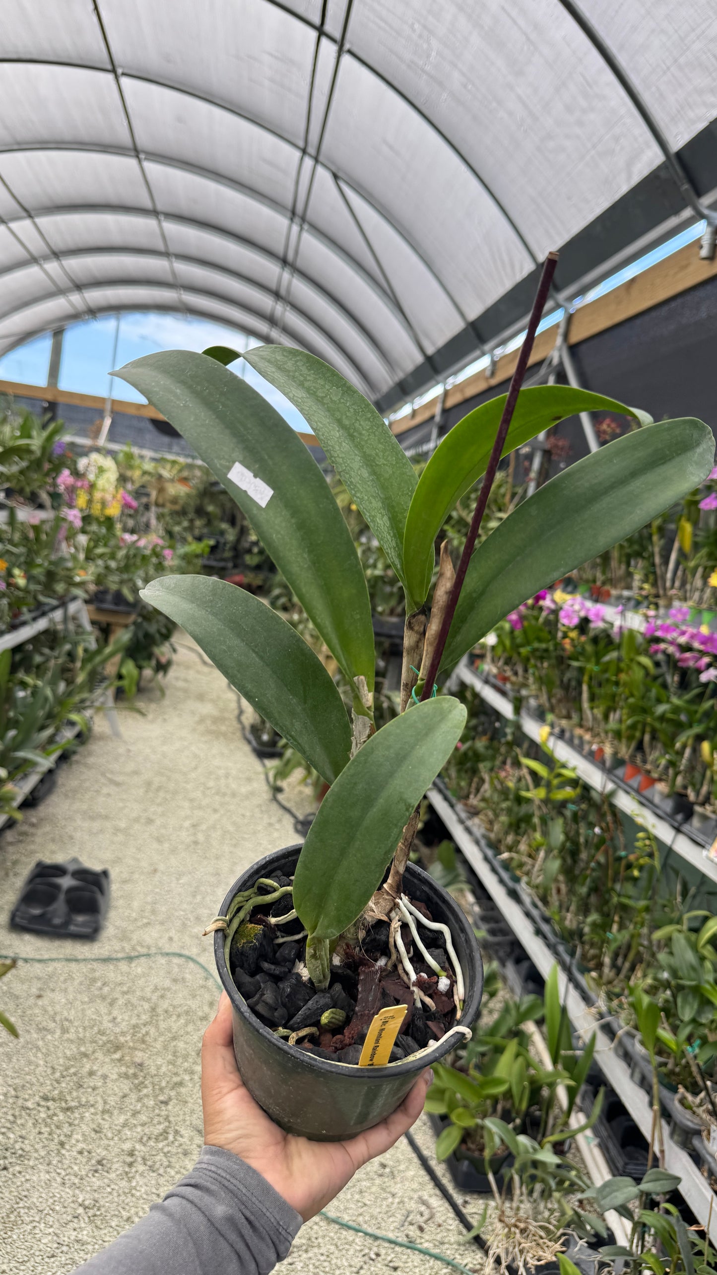 Blc Momilani Rainbow Elizabeth Off Grower Choice 6”