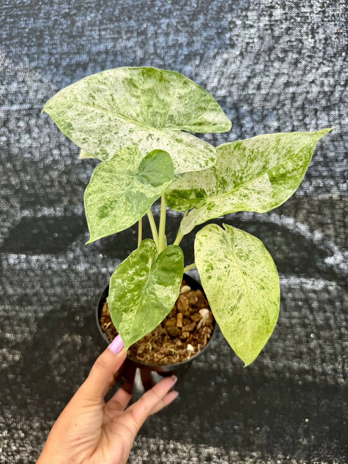 Alocasia Odora Batik 4"