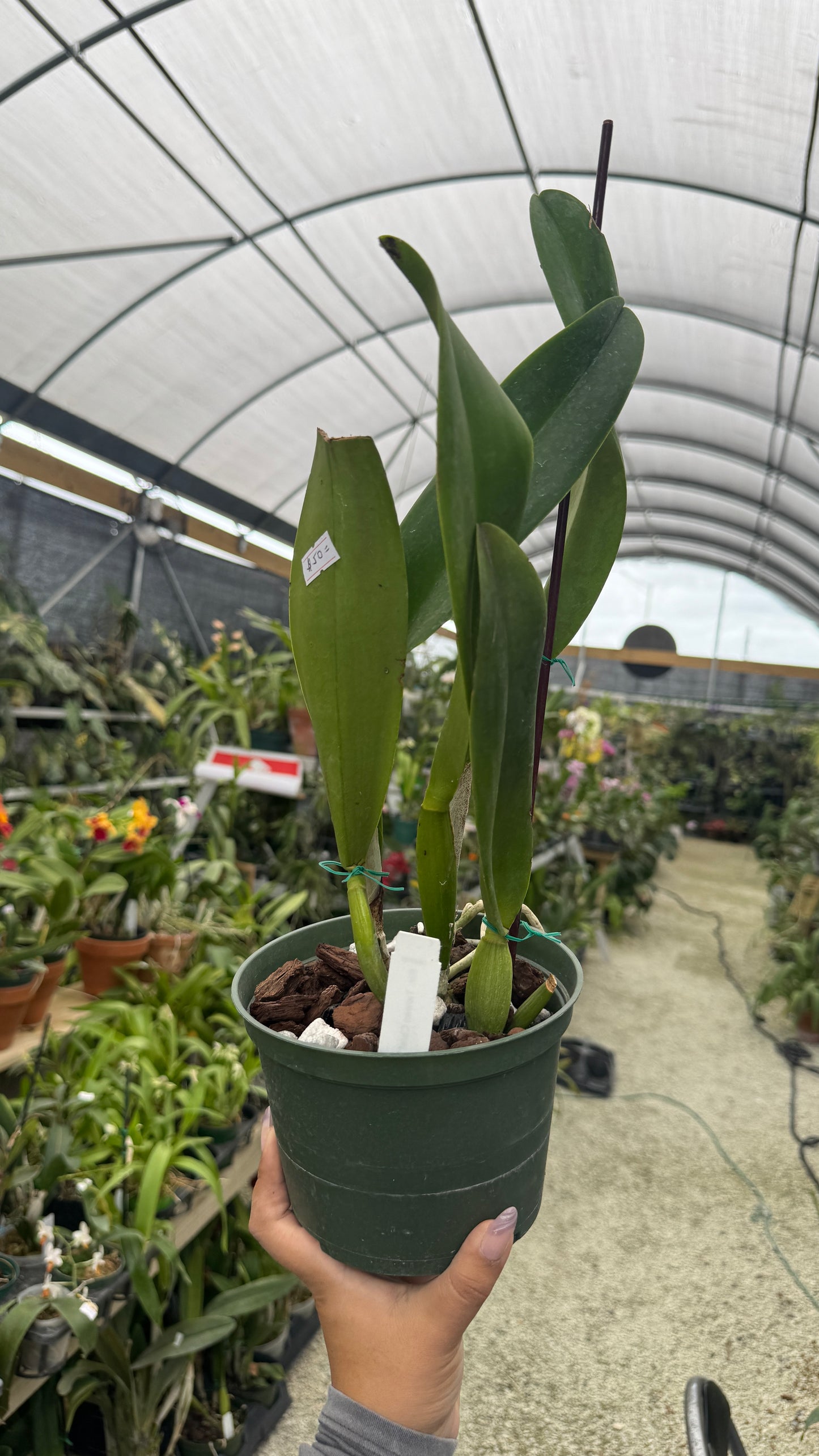 Rlc Taiwan Chief Wine Van Goth 6” Grower Choice