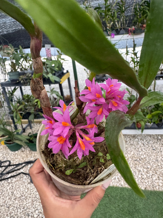 Dendrobium Hibiki pot 4”