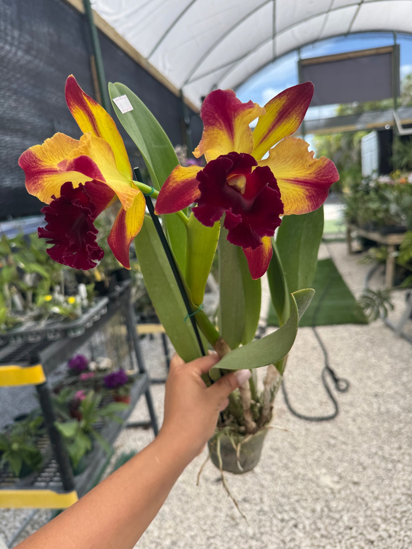 Rlc. Toshie Aoki Starburst pot 4”