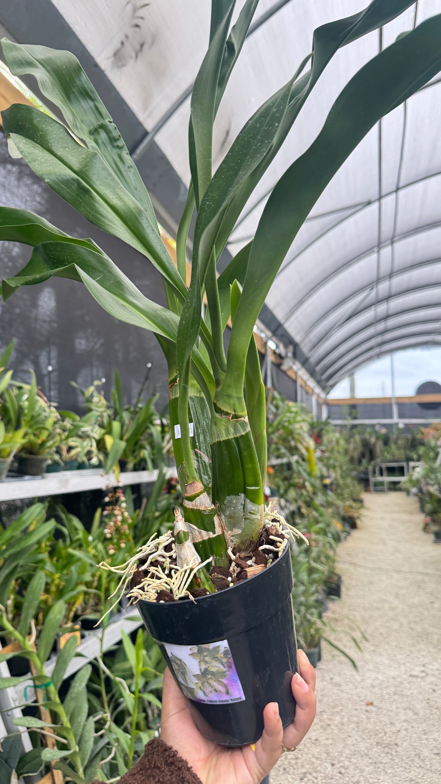 Gram. Pakkeret Armada Daimyo 5”