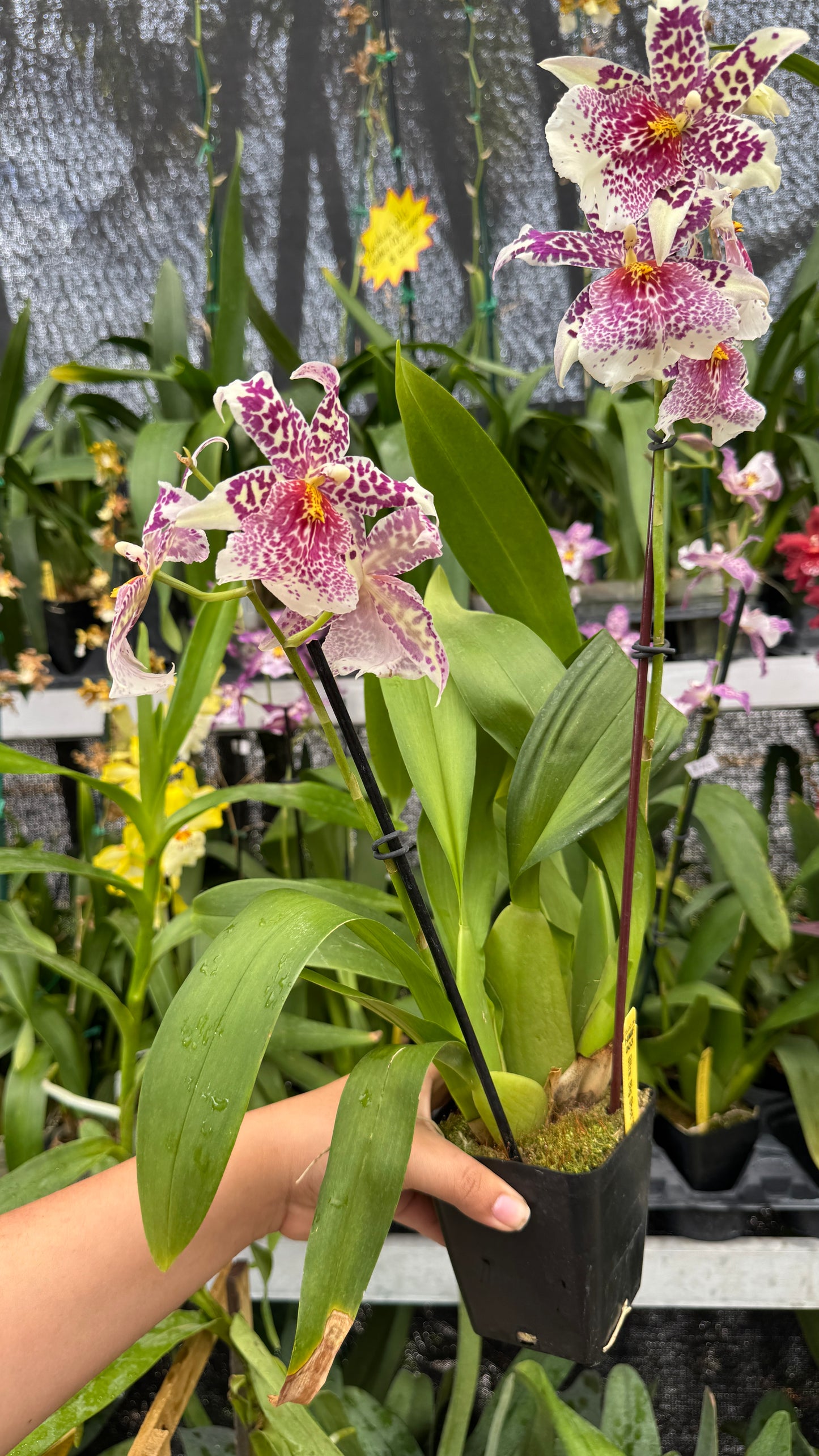Bllra. Big Shot ‘Pink Panther’