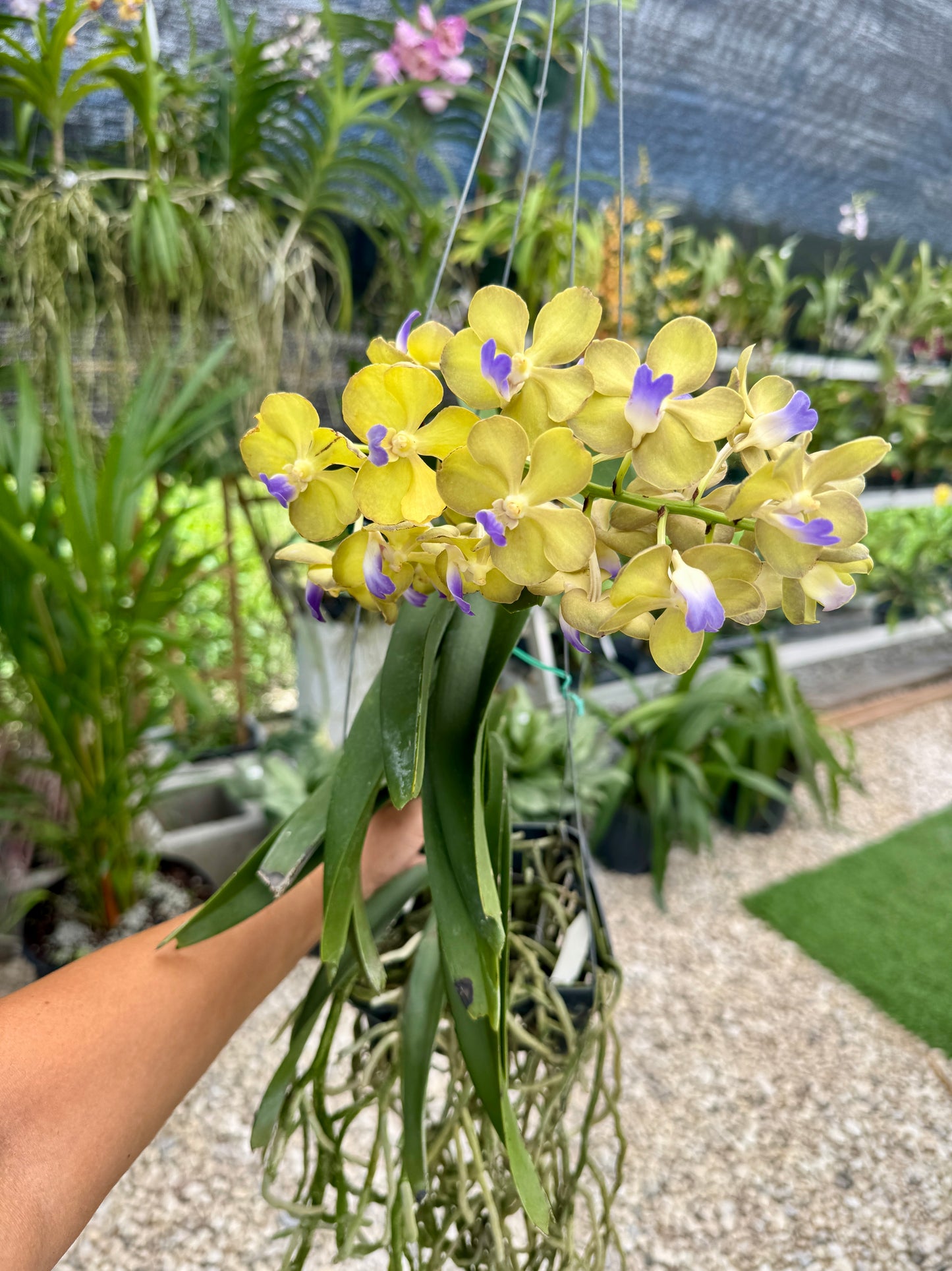 Vanda hybrids
Sasicha x Nopporn Golden Dream