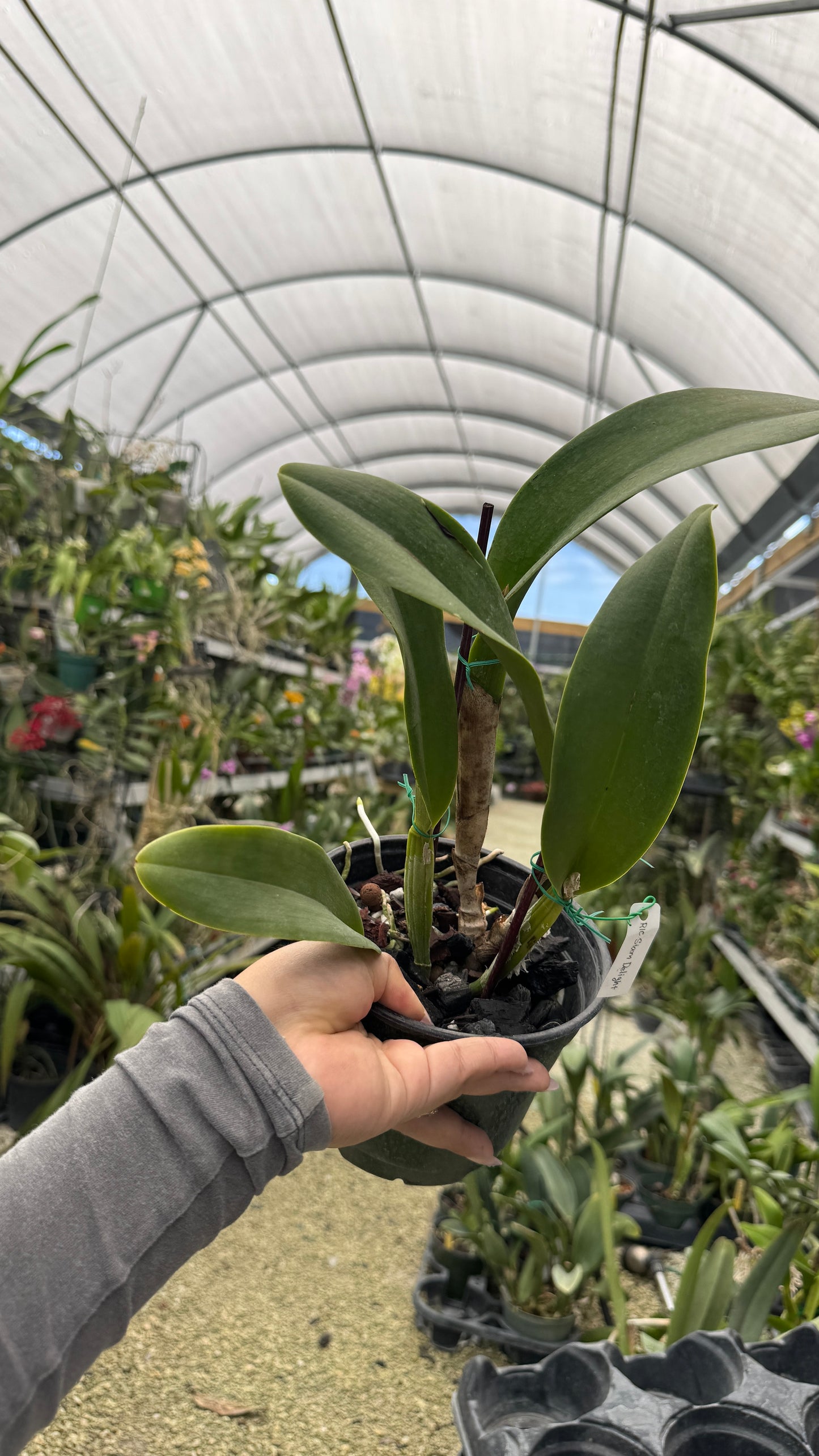 Rlc Siam Delight 6” Grower Choice