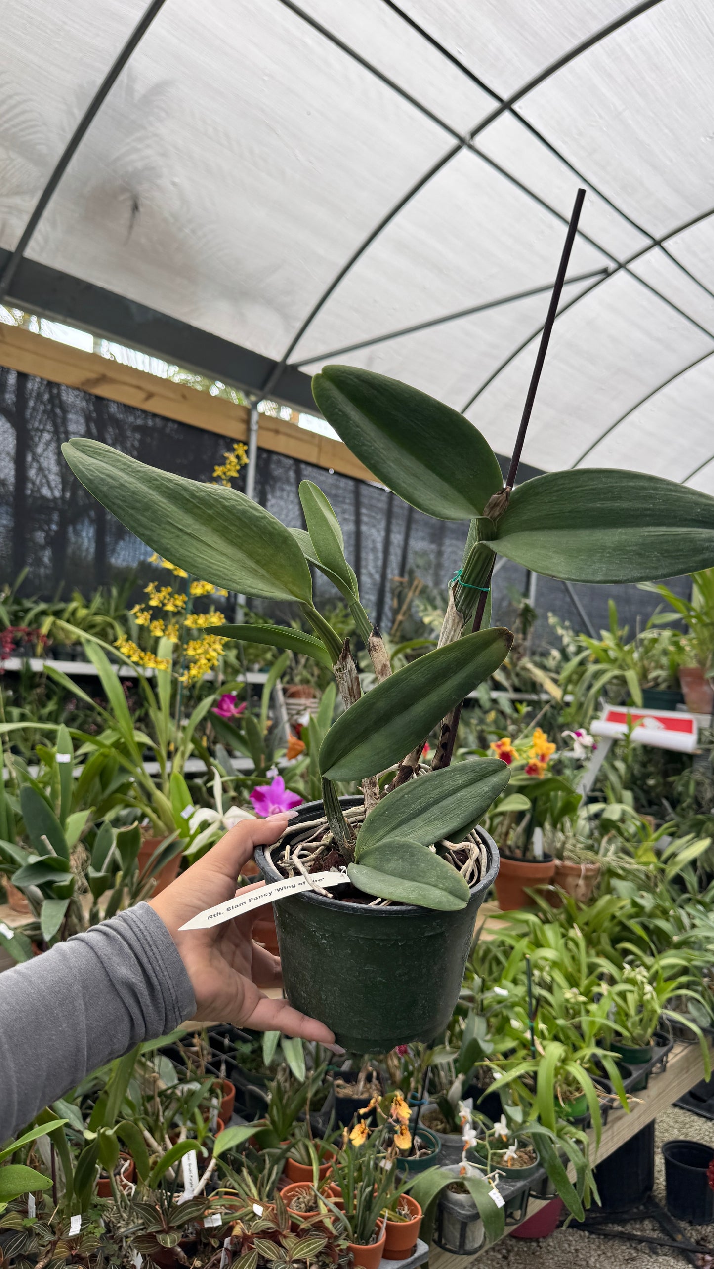 Rth Siam Fancy Wings of Fire Grower Choice 6”