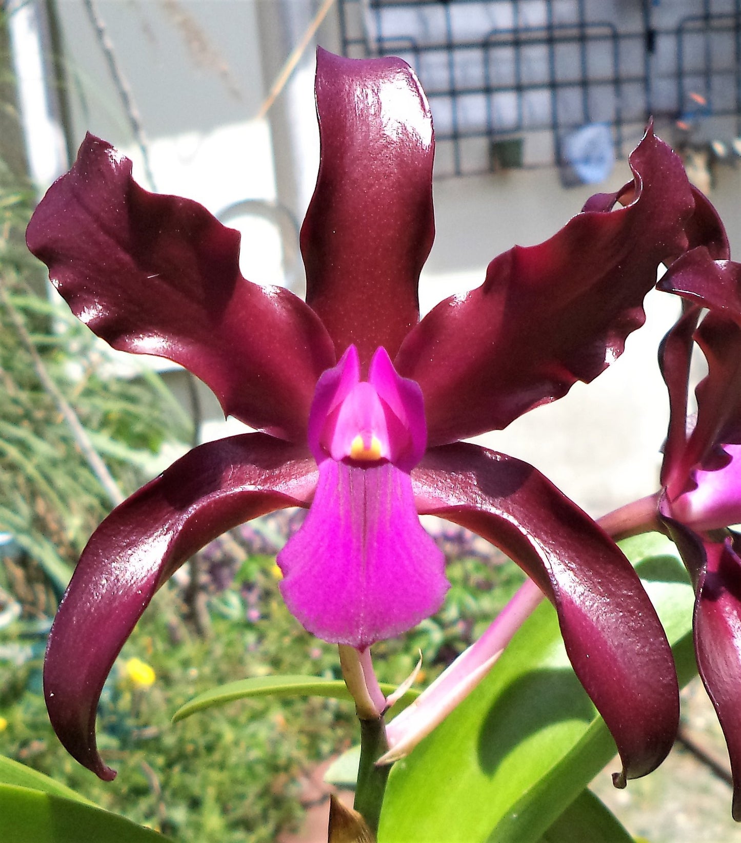 Laeliocattleya Mi morena Pot 4”