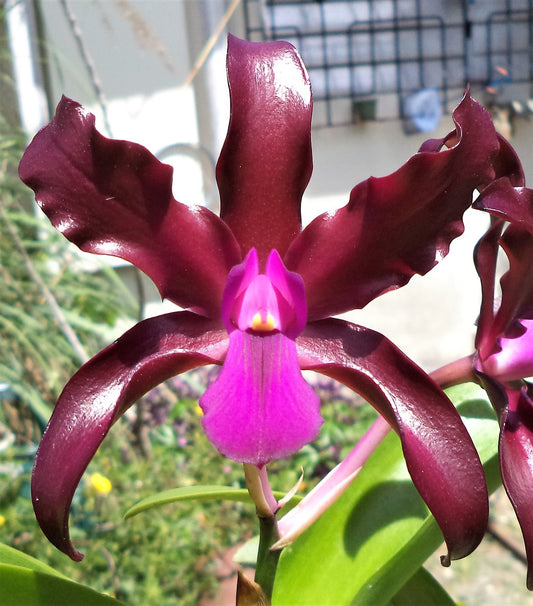 Laeliocattleya Mi morena Pot 4”